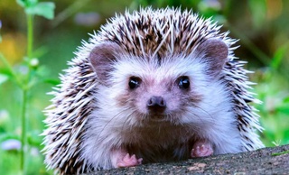 Ежи оказались на грани исчезновения