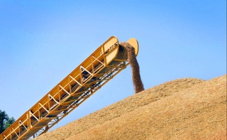 Surxondaryoda g'alla xirmonlari to'lmoqda