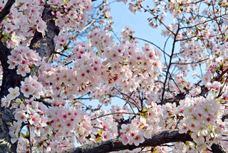 On holidays, it will warm up to +20 degrees in Uzbekistan