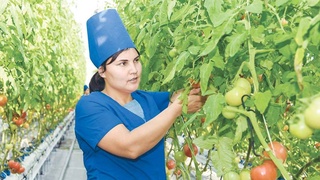 Упорный труд превратит бесплодную пустыню в зеленый сад