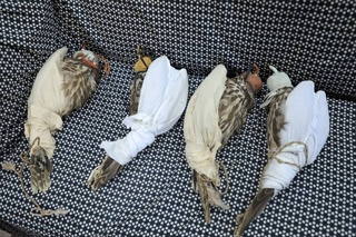 The smuggling of rare falcons across the border of Uzbekistan has been stopped