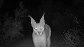 “Janubiy Ustyurt” milliy tabiat bogʻida oʻrnatilgan fotoqopqonga qoraquloq tushib qoldi