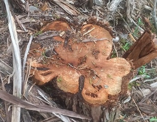 Сурхондарёда 53 туп Зарафшон арчаси ноқонуний кесиб ташланди