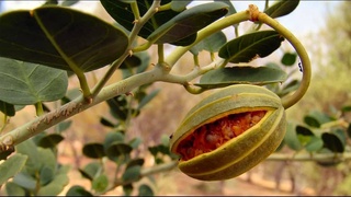 Узбекистан расширяет географию экспорта каперсов