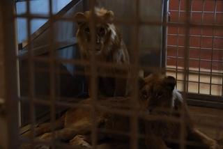 В Ташкенте и Ташкентской области выявлено незаконное содержание диких животных