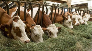 Наслчилик субъектларига солиқ тўлашда бир қатор имтиёзлар берилди