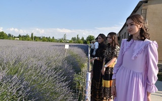 Uchko'prik tumanida Lavanda sayli bo'lib o'tmoqda