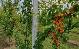 Узбекистан и Франция реализуют совместный проект по созданию интенсивного сада в Хорезмской области