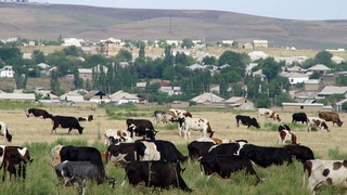 Марказий Осиё мамлакатлари иқлимга зарар келтирмайдиган чорвачиликни ривожлантиради