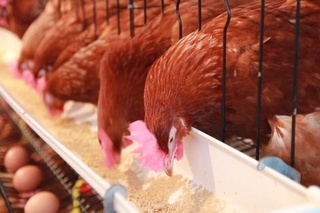 Asosiy faoliyati parrandachilik boʻlgan tadbirkorlar uchun ayrim soliq stavkalari 50 foiz miqdorida qoʻllaniladi