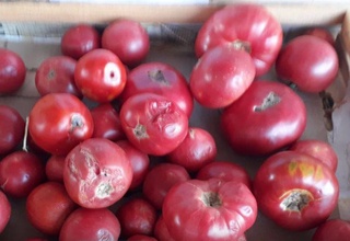 Toshkentda organoleptik xususiyati oʻzgargan mahsulotlar yoʻq qilindi