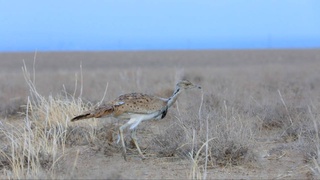 В природу Навоийской области выпустили более 1 тысячи особей дрофы-красотки