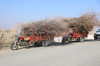 Buxoroda choʻl oʻsimligini olib ketayotganlar jarimaga tortildi
