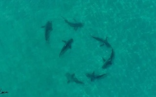 Бразилияда 13 ёшли бола акула ҳужуми оқибатида ҳаётдан кўз юмди