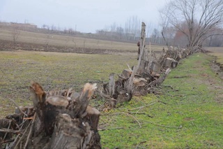 В Кашкадарье выявлена незаконная вырубка деревьев голубой ивы: ущерб природе нанесен на сумму более 763 млн сумов