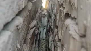 Деворлар орасида қисилиб қолган мушук қутқарилди