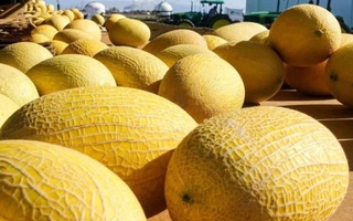 Узбекские дыни впервые поступили на рынок США