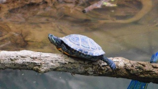 Тошкент шаҳрида Ўзбекистон табиатига хос бўлмаган тошбақа тури аниқланди