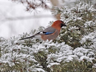 Прогноз погоды на 27 января