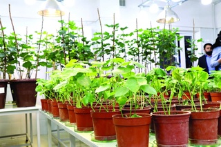 Биотехнологик ўсимлик навлари халқ саломатлиги ва иқтисодий барқарорлик кафолати