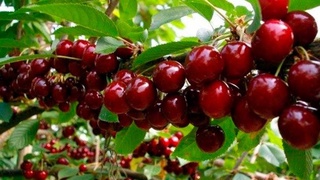 Экспорт черешни увеличился в два раза