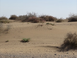 Марказий Осиё чўлларини сақлаб қолиш бўйича 5 йиллик иш режаси ишлаб чиқилди