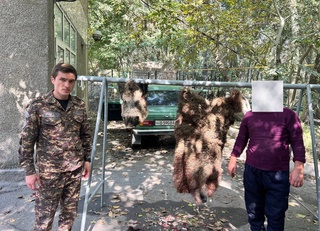 Тошкент вилоятида фуқаро ёввойи чўчқани отиб ўлдирди