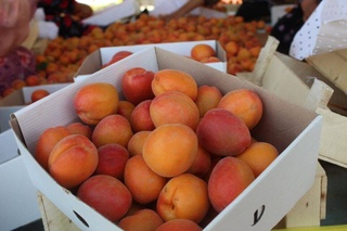 Узбекистан закрепился в тройке лидеров мирового экспорта свежего абрикоса