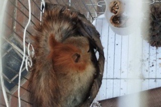 Қафасда сақланаётган олмахон табиатга қўйиб юборилди