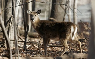 Ученые обнаружили антитела к «омикрону» у диких оленей