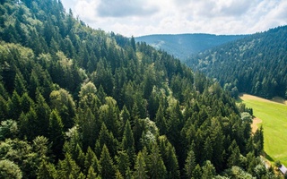 ООН: С 1990 года в мире было утрачено около 420 миллионов гектаров леса