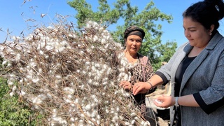 Берунийлик касаначи, пиллакорлар ҳирмон зафарини муносиб бошлади