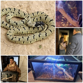 Fuqaro oʻzi boqayotgan Koliforniya forsi ilonini hayvonot bogʻiga topshirdi