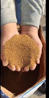 Беда уруғидан протезгача...