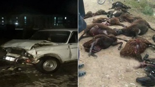 Сурхондарёда "Жигули” ҳайдовчиси 30 бош қўйни уриб юборди