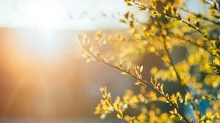 Юртимизда дам олиш кунларидан ҳарорат яна кўтарилади