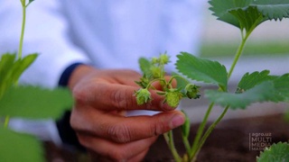 Ученые из Андижана вывели новый сорт клубники «Тонг ифори»