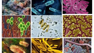 Почему вакцины вводятся в нескольких дозах?