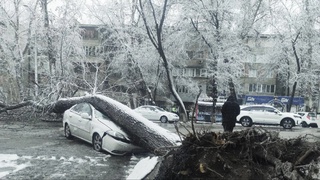 Дарахт қулаб тушиши оқибатида шикаст етган автомобиль зарарини ким қоплаб беради?