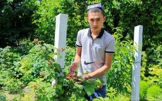 Водилдан йиллик малина экспорти ҳажми 4 миллион долларга етади