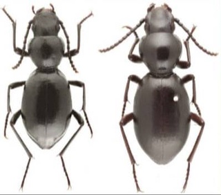 В Узбекистане открыты два ранее неизвестных науке вида жуков