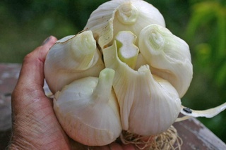 Узбекскими учеными создан сорт рокамболя, адаптированный под условия нашей страны