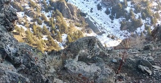 "Ҳисор" қўриқхонасидаги фотоқопқонга қор қоплони тушиб қолди