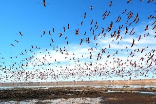 Qoraqalpogʻistonda “Sudochye-Akpetki” qoʻriqxonasi tashkil qilinadi