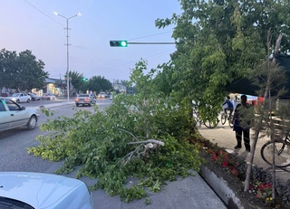 Самарқандда фуқаро камерага халақит қилган дарахтни кесиб ташлади