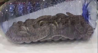 15 бош шарқ бўғма илонни олиб чиқиб кетмоқчи бўлган шахс тўхтатиб қолинди