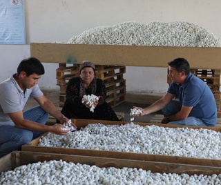 ПИЛЛА—2022: Йилнинг илк ҳосили топширилди