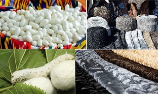 Пиллачилик ва қоракўлчилик: эришилган натижалар ва галдаги вазифалар