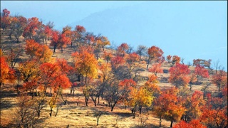 Бугун юртимизда қандай об-ҳаво кузатилади?