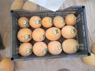 Термиз туманида қовун экспорти бошланди